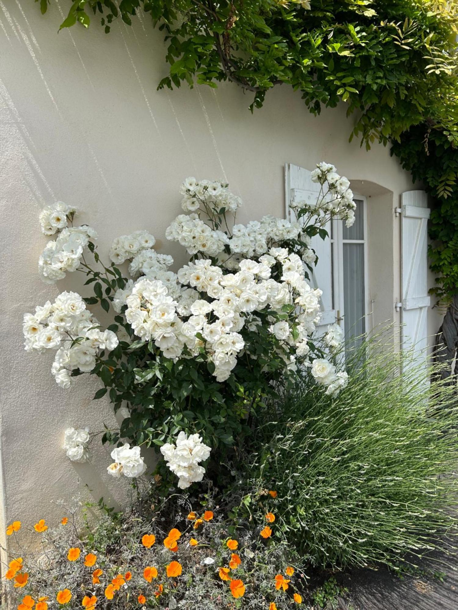 La Glycine B&B Sainte-Colombe (Isere) Exterior foto